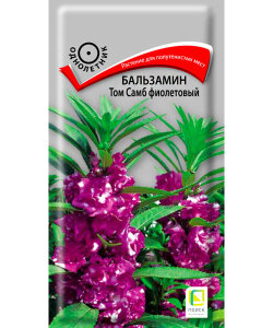 Бальзамин Том Самб Фиолетовый