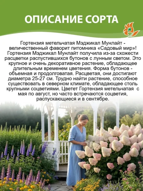 Гортензия Мэджикал Мунлайт (метельчатая) саженцы 
