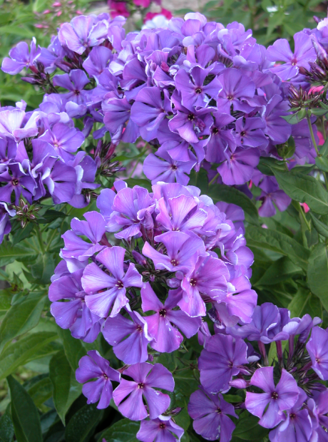 Флокс Полина
