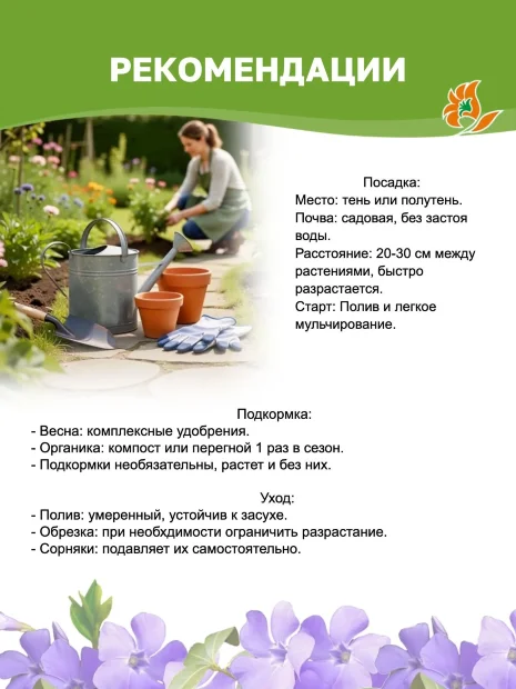 Барвинок Блю энд Голд (малый) саженцы 