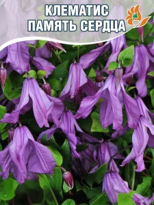 Клематис Память Сердца (крупноцветковый) Клематис Память Сердца (крупноцветковый)
