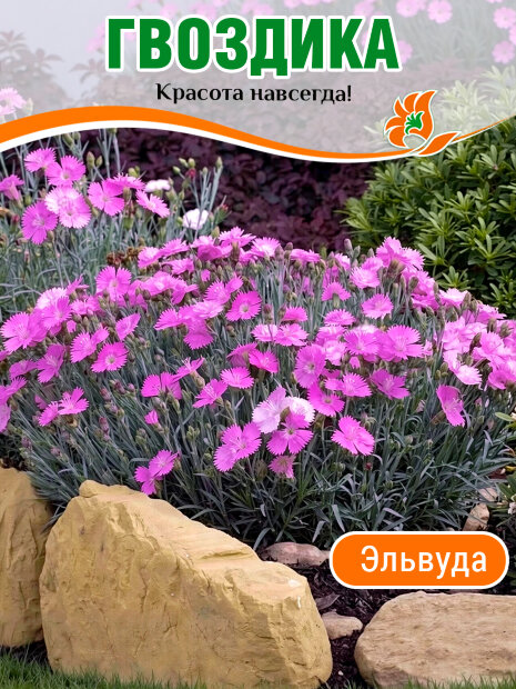Гвоздика Эльвуда
