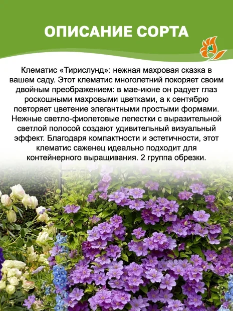 Клематис Тирислунд (крупноцветковый)  саженцы 