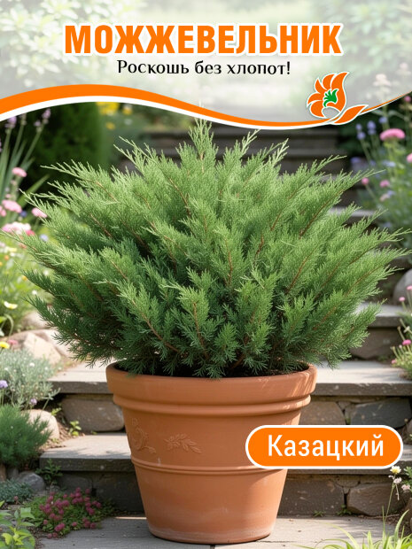 Можжевельник (казацкий)