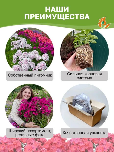Флокс Синий Дракон (Р9)