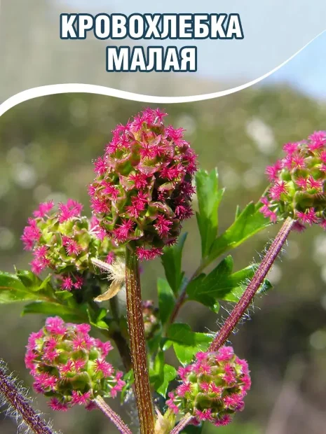 Кровохлебка малая