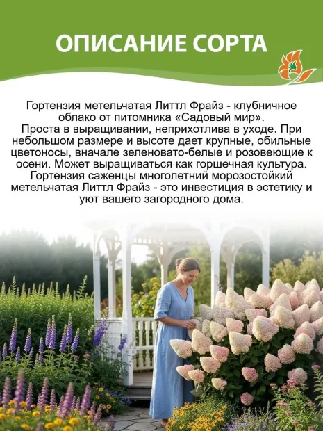 Гортензия Литтл Фрайз (метельчатая) саженцы 