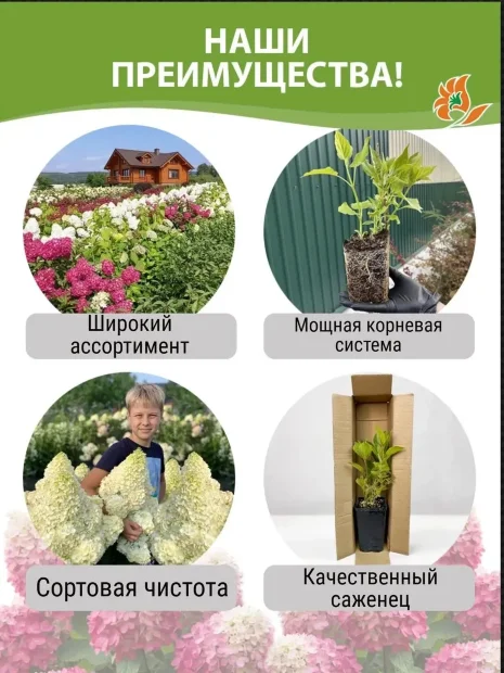 Гортензия Литтл Фрайз (метельчатая) саженцы 