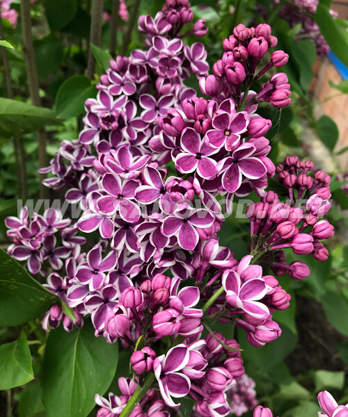 Сирень Сенсация (обыкновенная) саженцы 