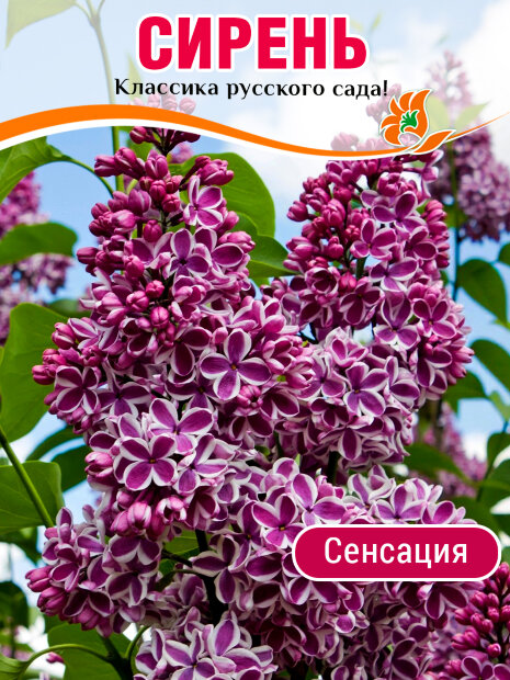 Сирень Сенсация (обыкновенная) саженцы 