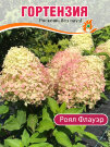 Гортензия Роял Флауэр (метельчатая)