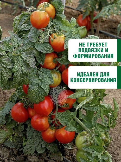 Томат Ранняя Пташка семена 