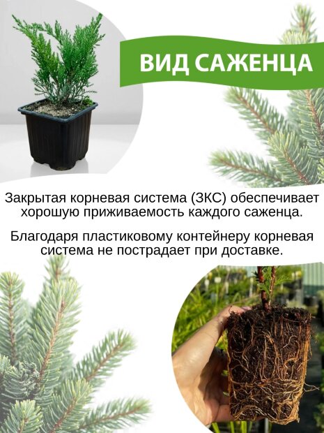 Туя Глобоза Ауреа (западная)