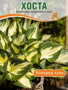Хоста Колоред Халк (гибридная) Хоста Колоред Халк (гибридная)