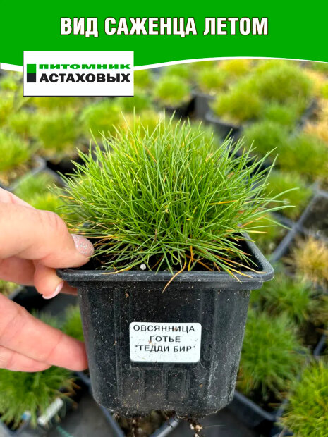 Овсяница Тедди Бир (Готье) (Р9)