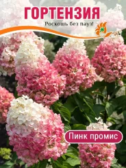 Гортензия Пинк Промис Гортензия Пинк Промис