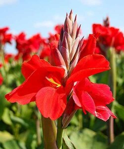 Канна Бриллиант Канна Бриллиант