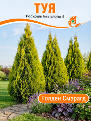 Туя Голден Смарагд Туя Голден Смарагд