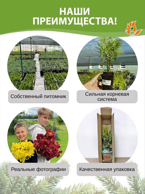 Туя Голден Смарагд (западная)