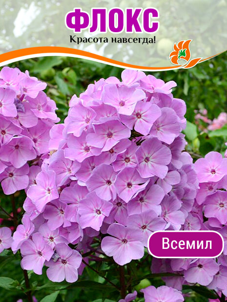 Флокс Всемил