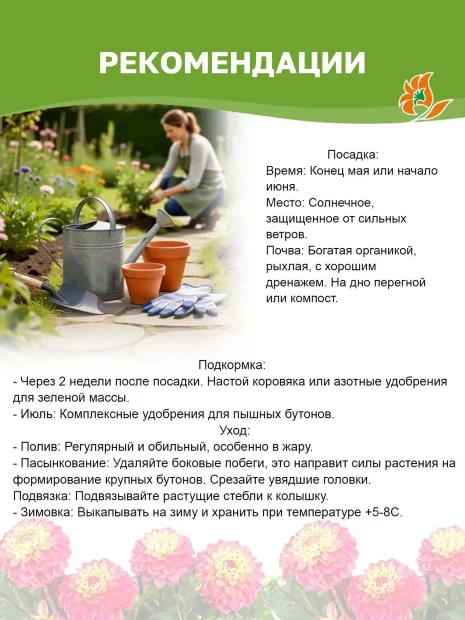 Георгин Бригитта Алида (декоративный)