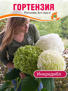 Гортензия Инкредибл (древовидная)