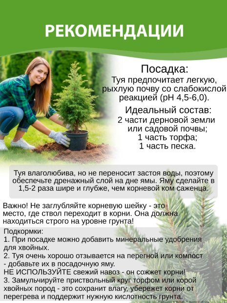 Туя Тини Тим (западная)