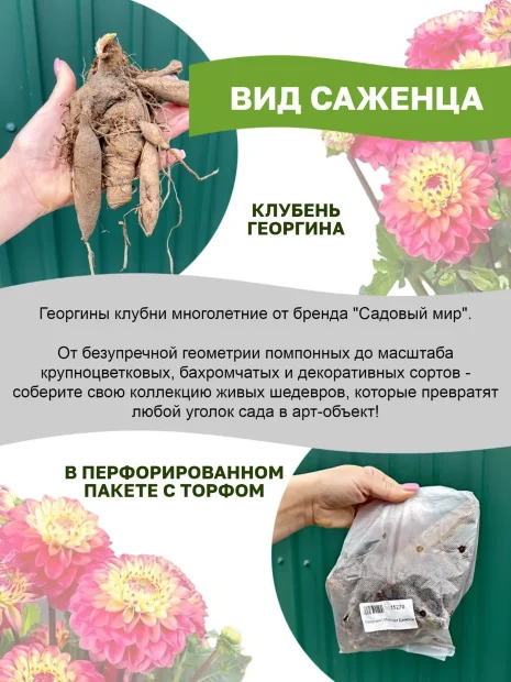 Георгин Мелоди Дикси (низкорослый) 