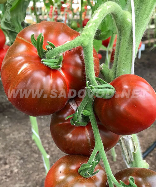 Томат Чёрная Лакомка семена 